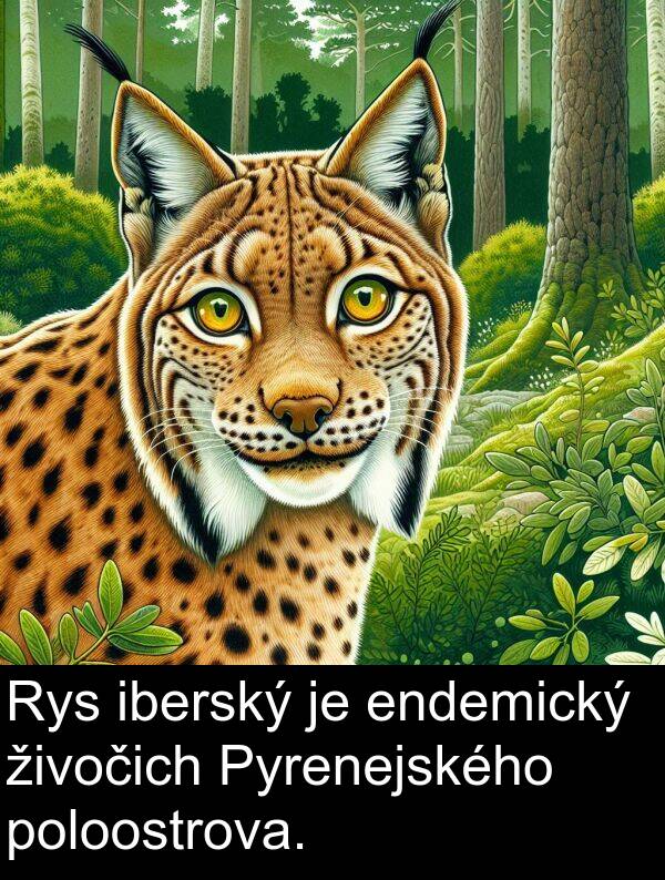 živočich: Rys iberský je endemický živočich Pyrenejského poloostrova.