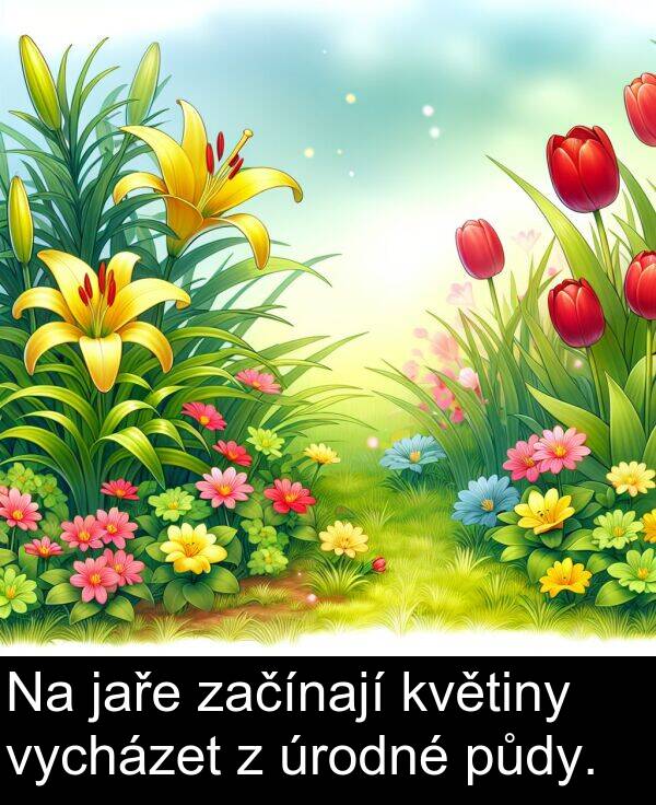 začínají: Na jaře začínají květiny vycházet z úrodné půdy.