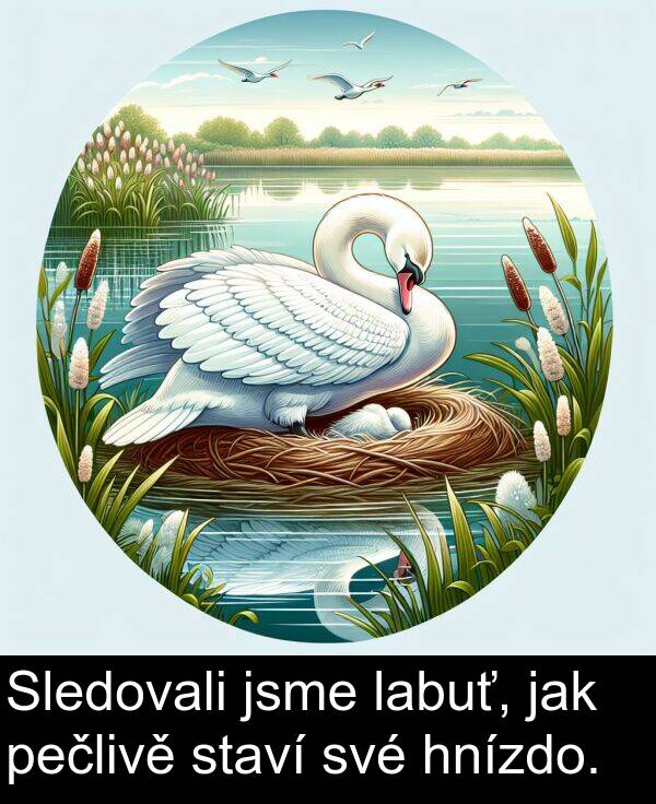 labuť: Sledovali jsme labuť, jak pečlivě staví své hnízdo.