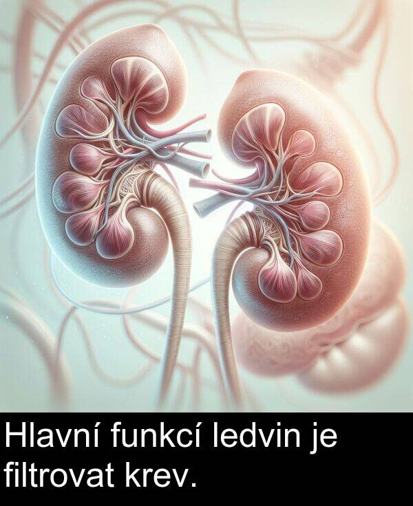 ledvin: Hlavní funkcí ledvin je filtrovat krev.