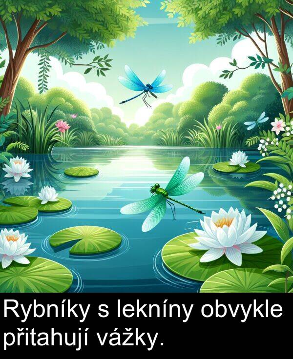 vážky: Rybníky s lekníny obvykle přitahují vážky.
