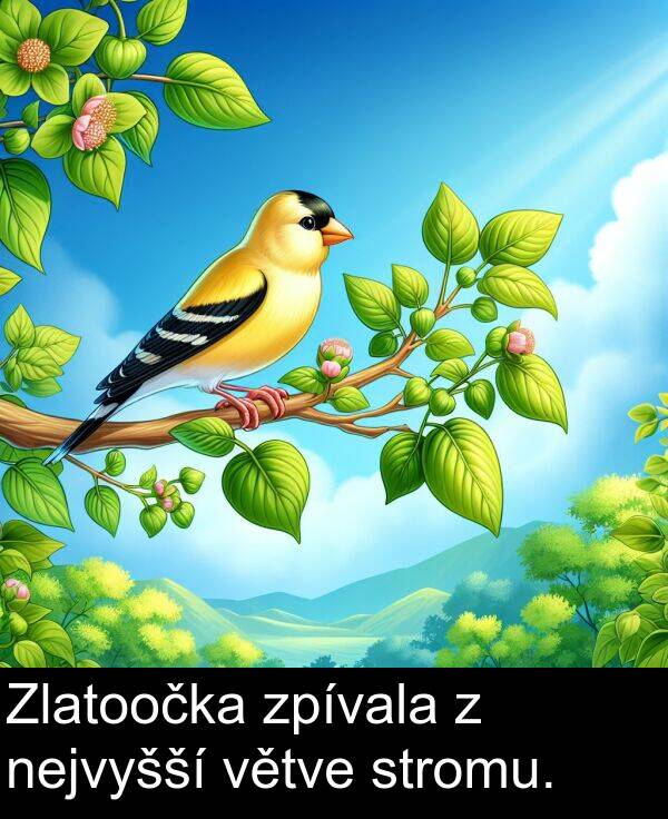 stromu: Zlatoočka zpívala z nejvyšší větve stromu.