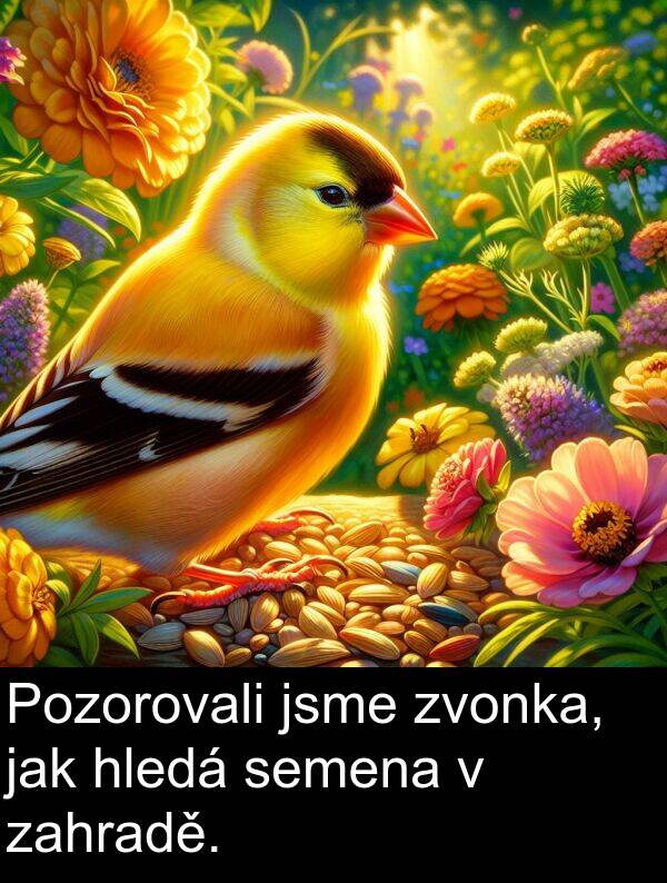 zahradě: Pozorovali jsme zvonka, jak hledá semena v zahradě.