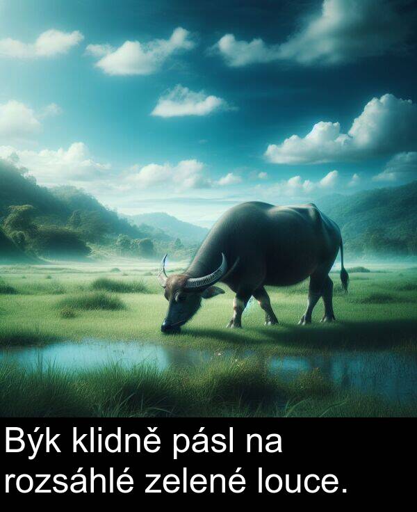 zelené: Býk klidně pásl na rozsáhlé zelené louce.