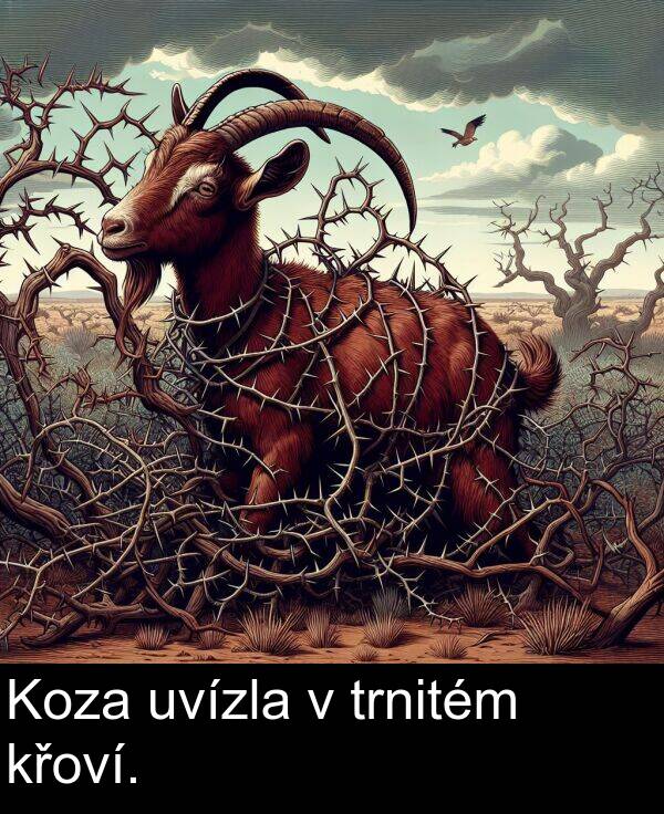 trnitém: Koza uvízla v trnitém křoví.