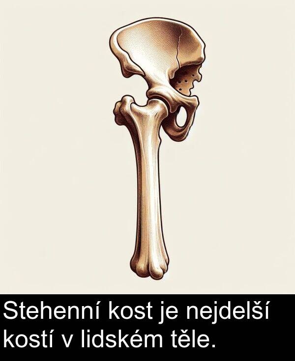 těle: Stehenní kost je nejdelší kostí v lidském těle.