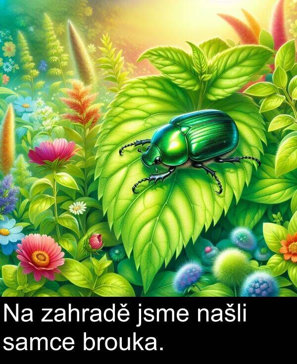 samce: Na zahradě jsme našli samce brouka.