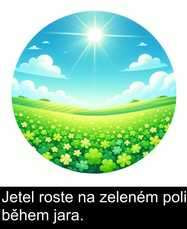zeleném: Jetel roste na zeleném poli během jara.