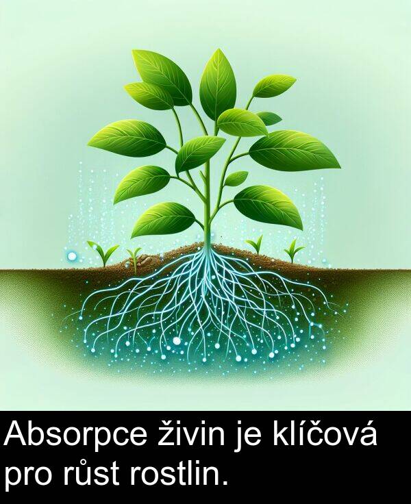 živin: Absorpce živin je klíčová pro růst rostlin.