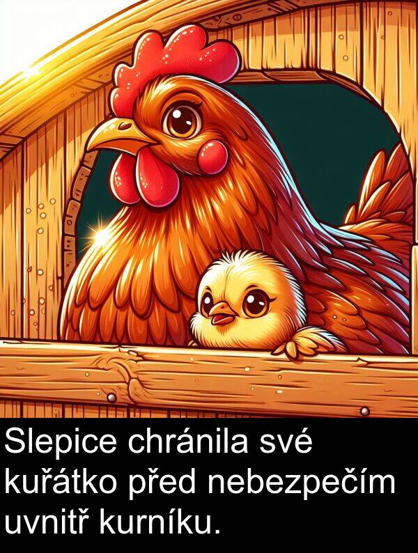 chránila: Slepice chránila své kuřátko před nebezpečím uvnitř kurníku.