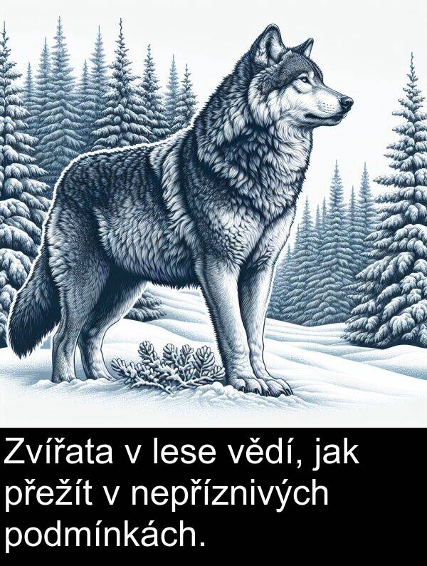 jak: Zvířata v lese vědí, jak přežít v nepříznivých podmínkách.