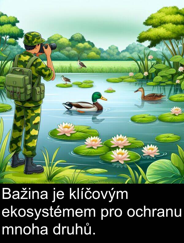 ekosystémem: Bažina je klíčovým ekosystémem pro ochranu mnoha druhů.