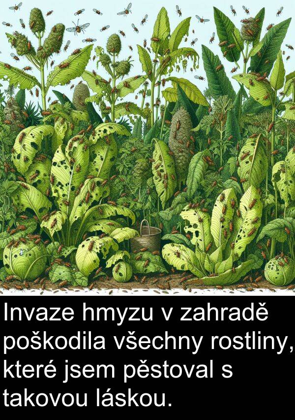 takovou: Invaze hmyzu v zahradě poškodila všechny rostliny, které jsem pěstoval s takovou láskou.