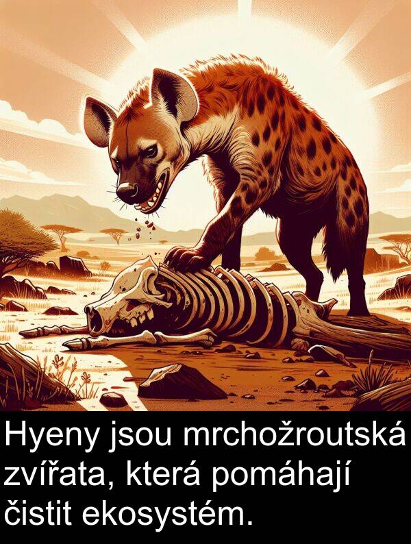 ekosystém: Hyeny jsou mrchožroutská zvířata, která pomáhají čistit ekosystém.