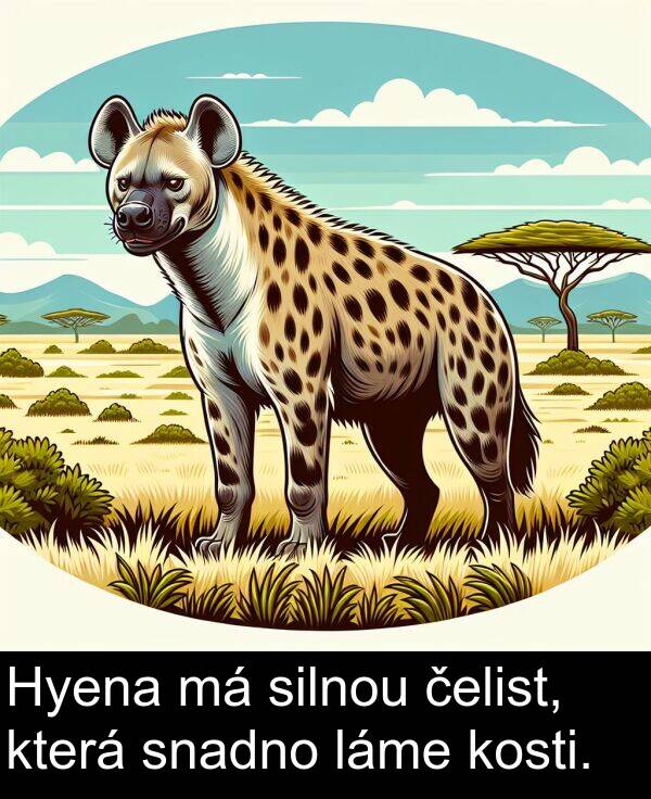 čelist: Hyena má silnou čelist, která snadno láme kosti.