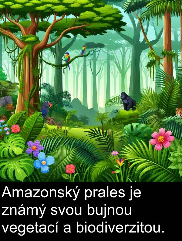 známý: Amazonský prales je známý svou bujnou vegetací a biodiverzitou.