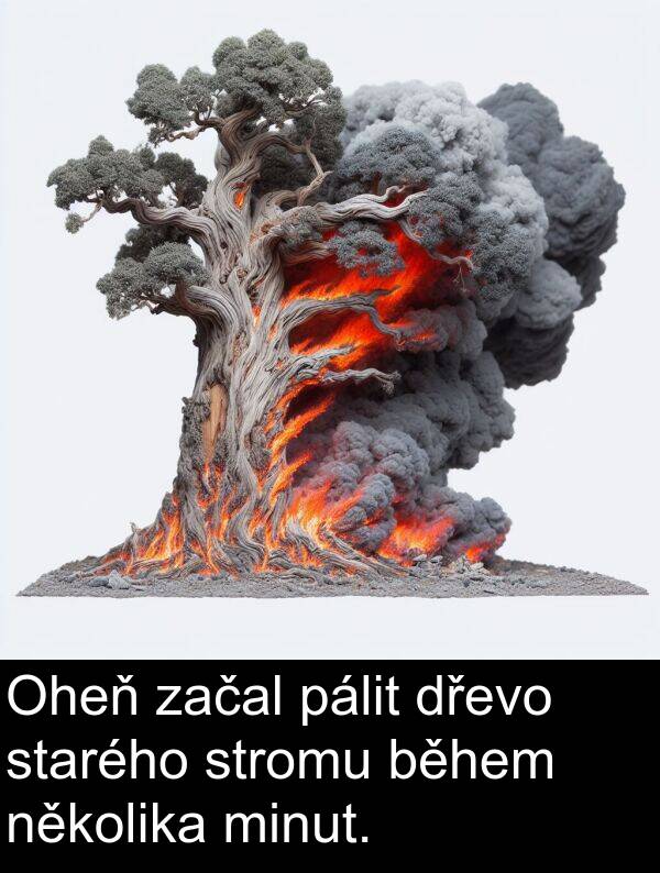 začal: Oheň začal pálit dřevo starého stromu během několika minut.