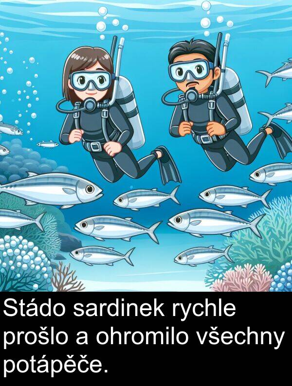 sardinek: Stádo sardinek rychle prošlo a ohromilo všechny potápěče.