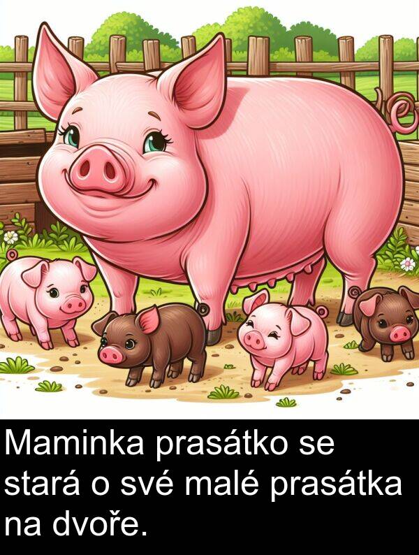 malé: Maminka prasátko se stará o své malé prasátka na dvoře.