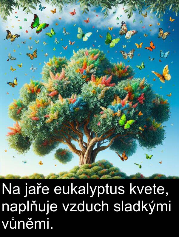 sladkými: Na jaře eukalyptus kvete, naplňuje vzduch sladkými vůněmi.