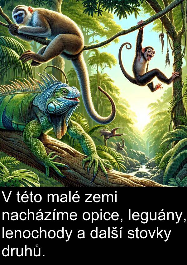 další: V této malé zemi nacházíme opice, leguány, lenochody a další stovky druhů.