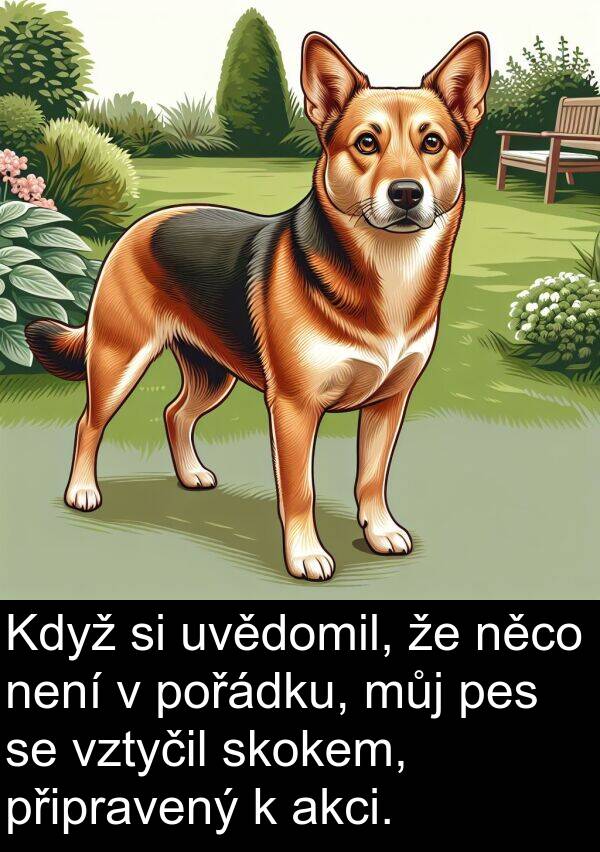 akci: Když si uvědomil, že něco není v pořádku, můj pes se vztyčil skokem, připravený k akci.