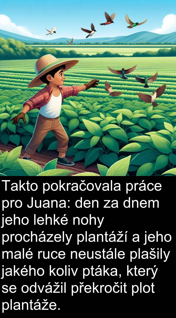 lehké: Takto pokračovala práce pro Juana: den za dnem jeho lehké nohy procházely plantáží a jeho malé ruce neustále plašily jakého koliv ptáka, který se odvážil překročit plot plantáže.