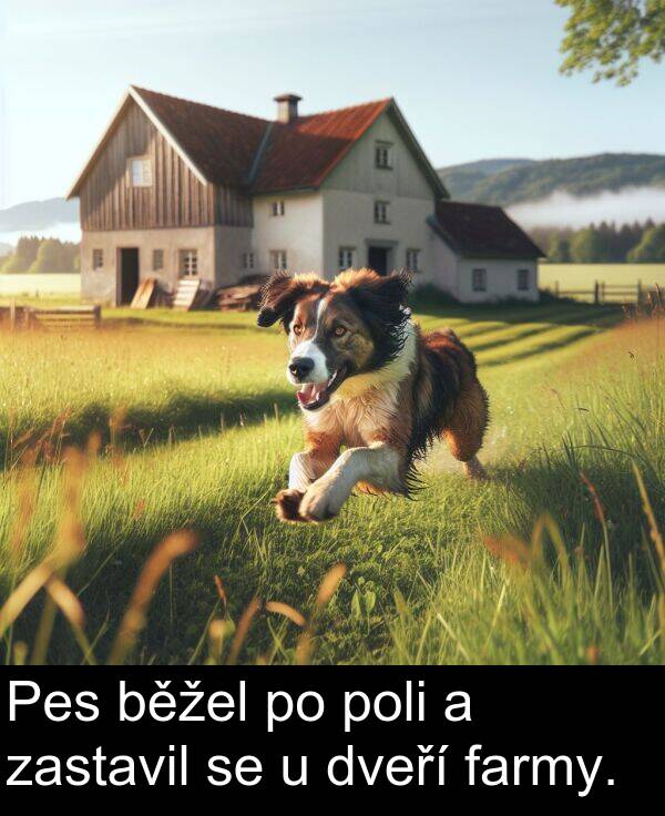 farmy: Pes běžel po poli a zastavil se u dveří farmy.