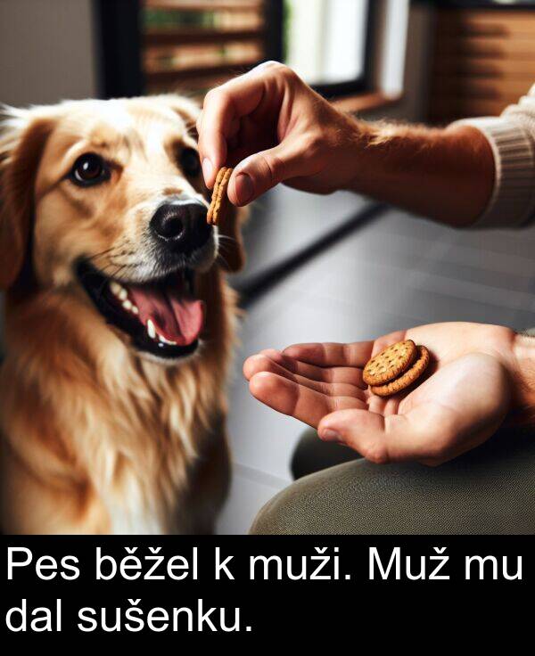 dal: Pes běžel k muži. Muž mu dal sušenku.