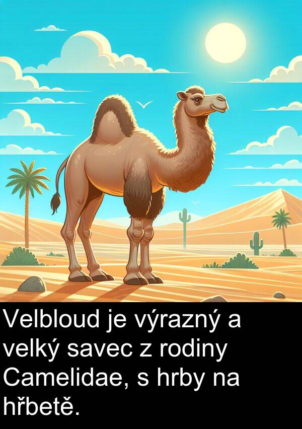 savec: Velbloud je výrazný a velký savec z rodiny Camelidae, s hrby na hřbetě.