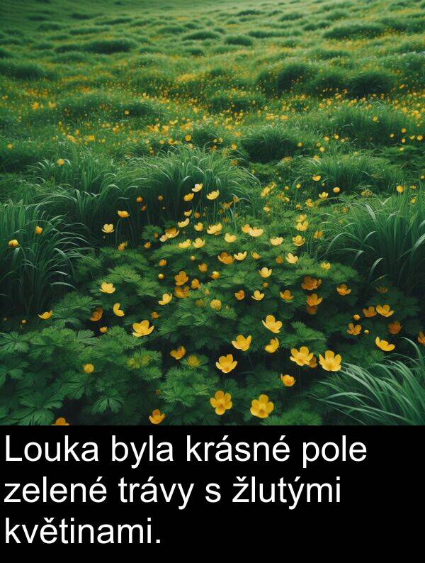 žlutými: Louka byla krásné pole zelené trávy s žlutými květinami.