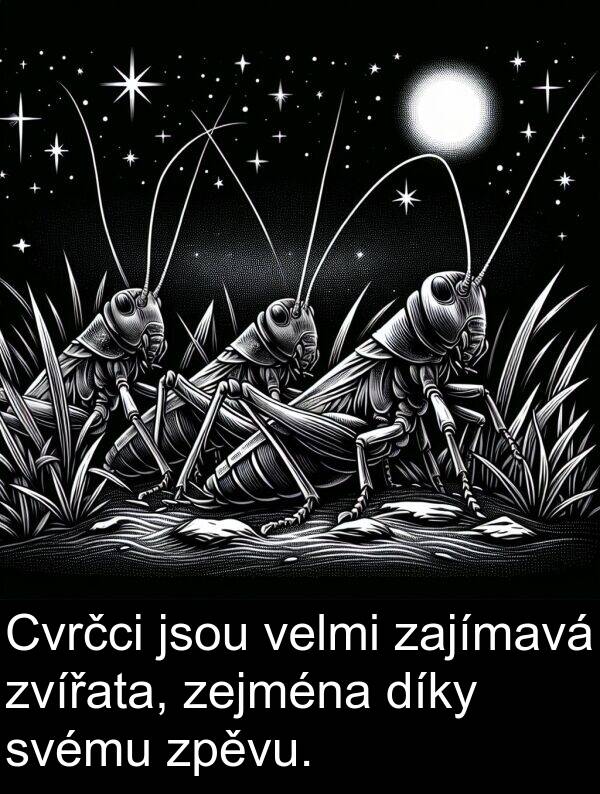 zejména: Cvrčci jsou velmi zajímavá zvířata, zejména díky svému zpěvu.