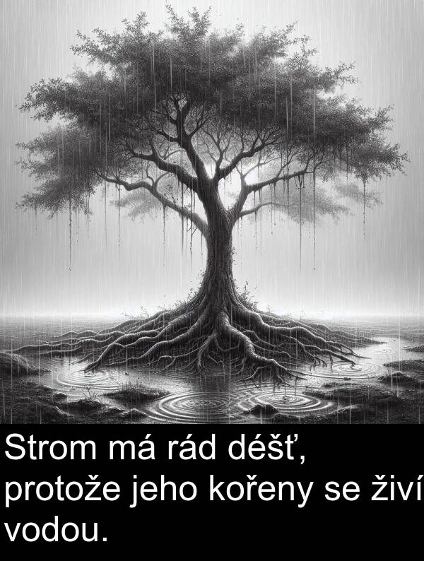 živí: Strom má rád déšť, protože jeho kořeny se živí vodou.