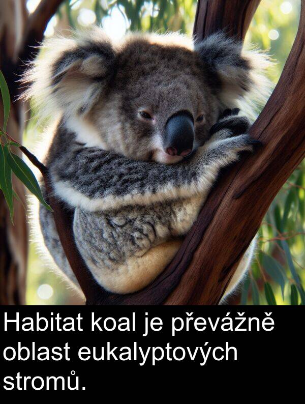 eukalyptových: Habitat koal je převážně oblast eukalyptových stromů.