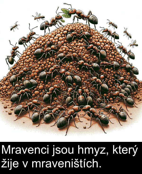 žije: Mravenci jsou hmyz, který žije v mraveništích.