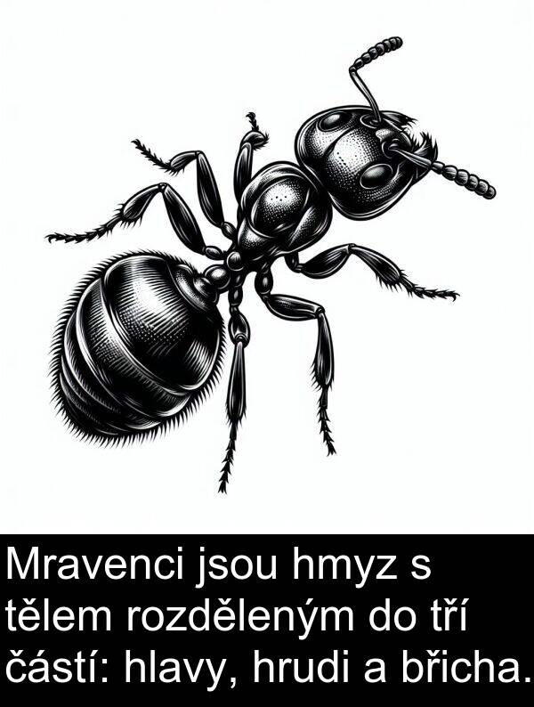 částí: Mravenci jsou hmyz s tělem rozděleným do tří částí: hlavy, hrudi a břicha.