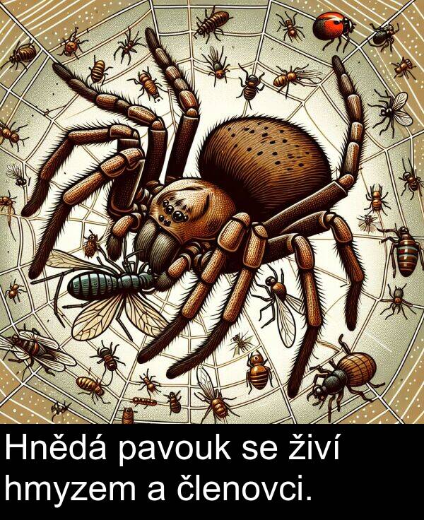 živí: Hnědá pavouk se živí hmyzem a členovci.