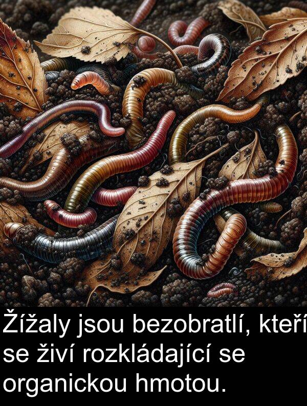 živí: Žížaly jsou bezobratlí, kteří se živí rozkládající se organickou hmotou.
