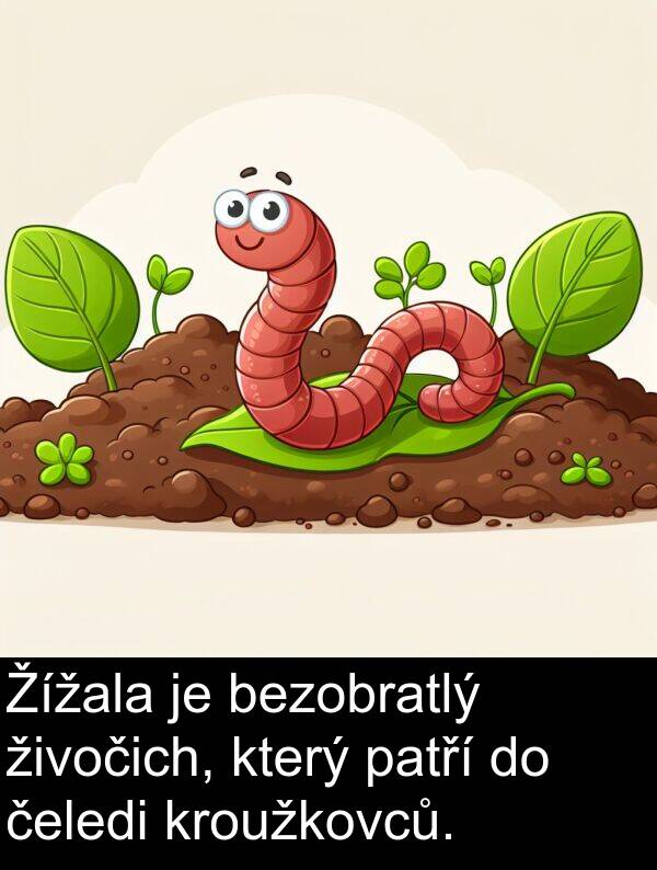 živočich: Žížala je bezobratlý živočich, který patří do čeledi kroužkovců.