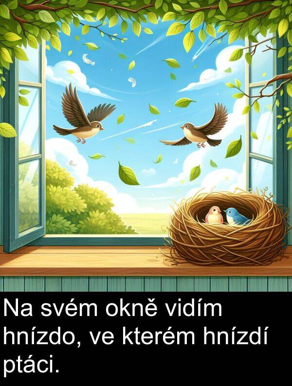 svém: Na svém okně vidím hnízdo, ve kterém hnízdí ptáci.