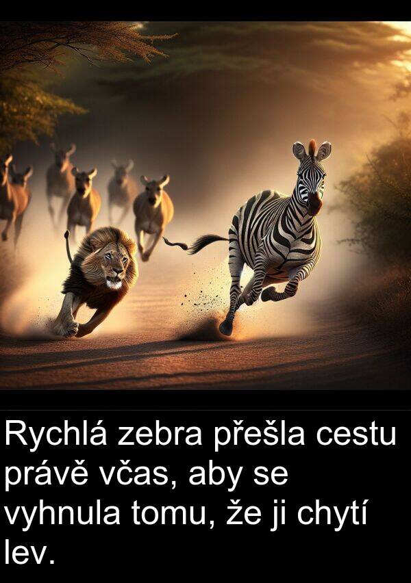 cestu: Rychlá zebra přešla cestu právě včas, aby se vyhnula tomu, že ji chytí lev.
