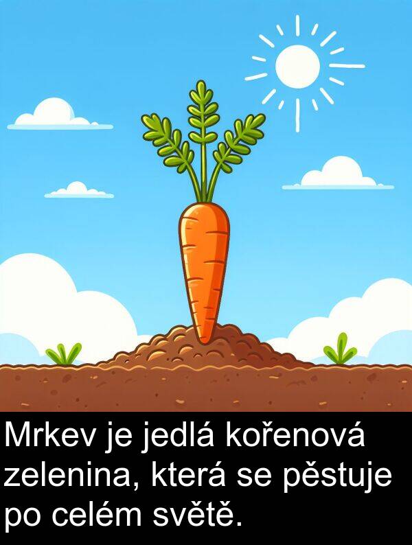 celém: Mrkev je jedlá kořenová zelenina, která se pěstuje po celém světě.