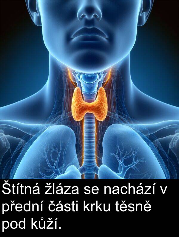 žláza: Štítná žláza se nachází v přední části krku těsně pod kůží.