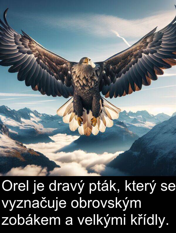 dravý: Orel je dravý pták, který se vyznačuje obrovským zobákem a velkými křídly.