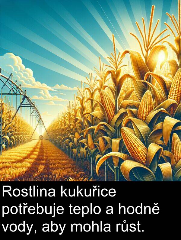 potřebuje: Rostlina kukuřice potřebuje teplo a hodně vody, aby mohla růst.