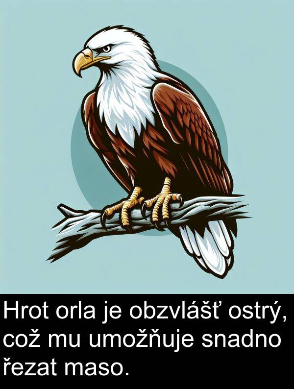 řezat: Hrot orla je obzvlášť ostrý, což mu umožňuje snadno řezat maso.