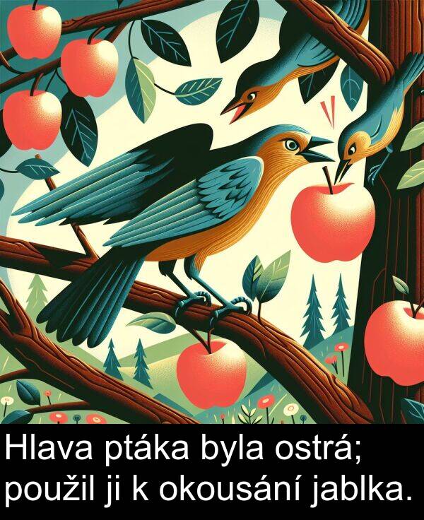jablka: Hlava ptáka byla ostrá; použil ji k okousání jablka.