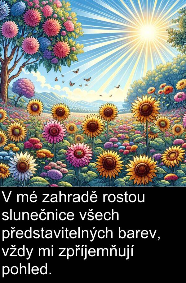 zahradě: V mé zahradě rostou slunečnice všech představitelných barev, vždy mi zpříjemňují pohled.