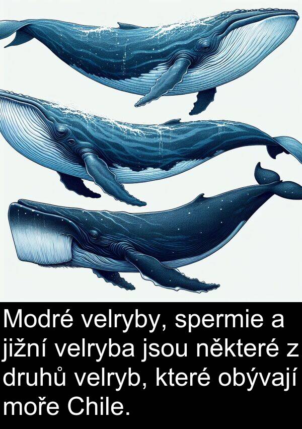 jižní: Modré velryby, spermie a jižní velryba jsou některé z druhů velryb, které obývají moře Chile.