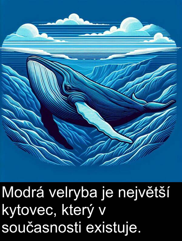 existuje: Modrá velryba je největší kytovec, který v současnosti existuje.